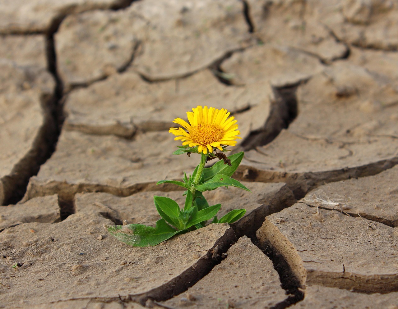 découvrez comment développer la résilience entrepreneuriale : stratégies, conseils et témoignages pour surmonter les défis et rebondir face aux obstacles sur le chemin de l'entrepreneuriat.